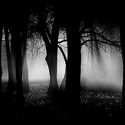 Field Recordings Radio Caprice